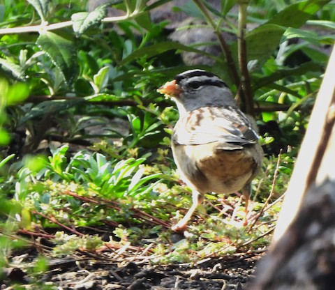 White-crowned Sparrow - Lena Hayashi