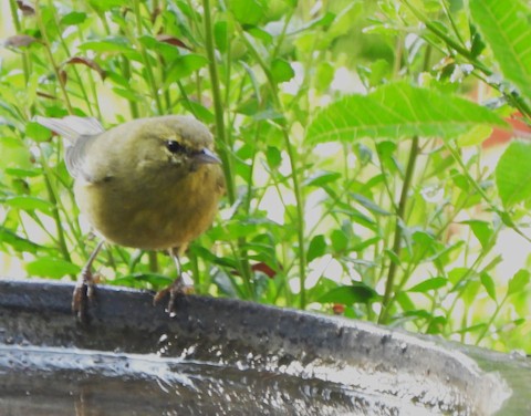 Orange-crowned Warbler - Lena Hayashi