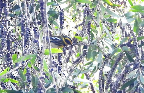 Townsend's Warbler - Lena Hayashi