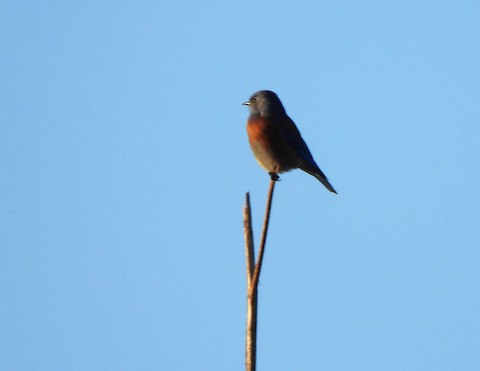 Western Bluebird - Lena Hayashi