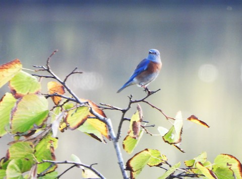 Western Bluebird - Lena Hayashi