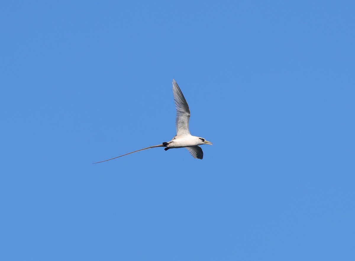 White-tailed Tropicbird (Pacific) - ML610444213