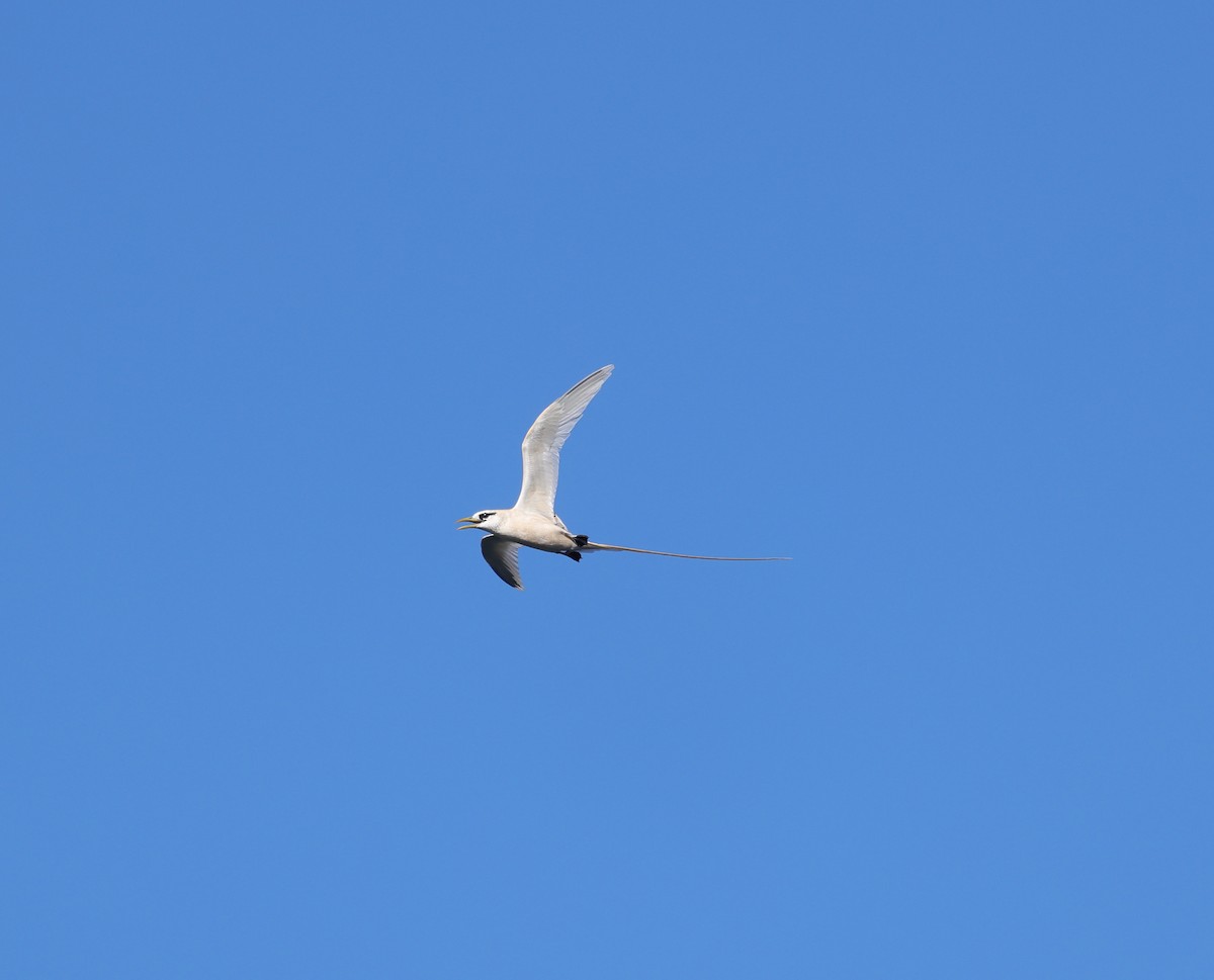 White-tailed Tropicbird (Pacific) - ML610444215