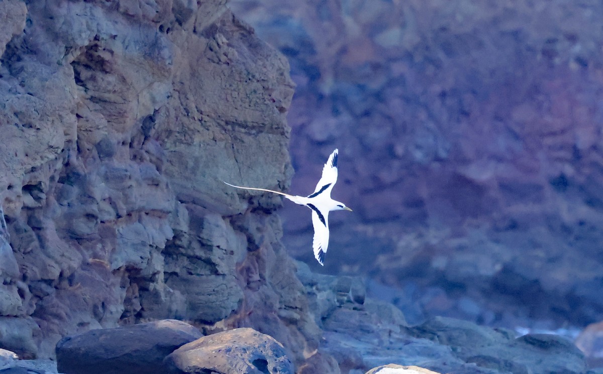 White-tailed Tropicbird (Pacific) - ML610444216