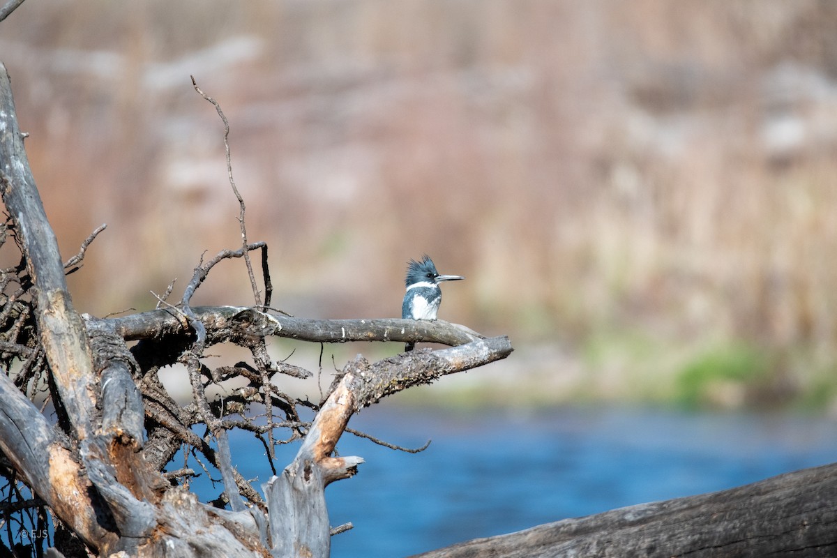 Belted Kingfisher - ML610444298