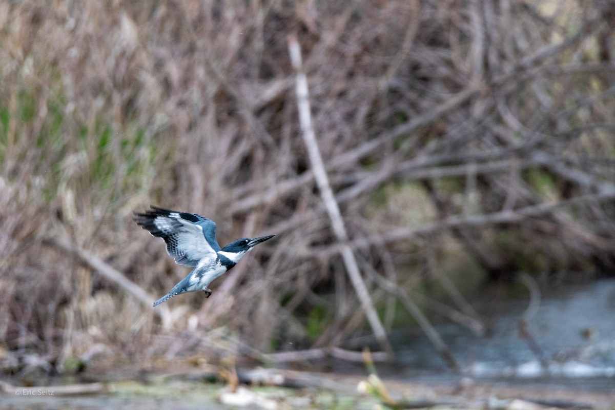 Belted Kingfisher - ML610444346