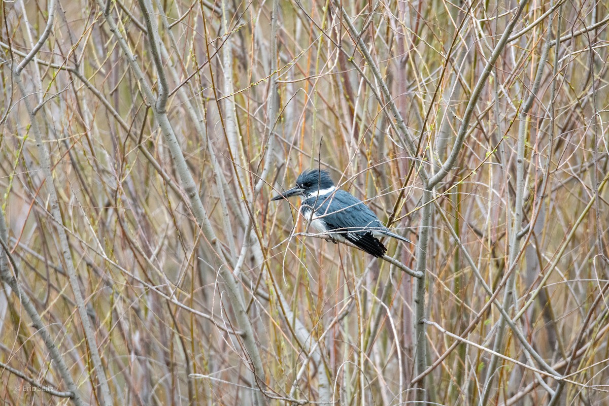Belted Kingfisher - ML610444351