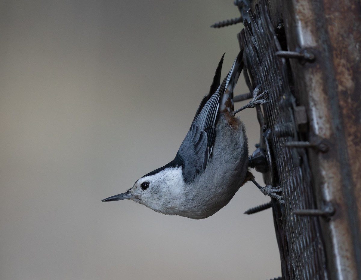 White-breasted Nuthatch - ML610444487