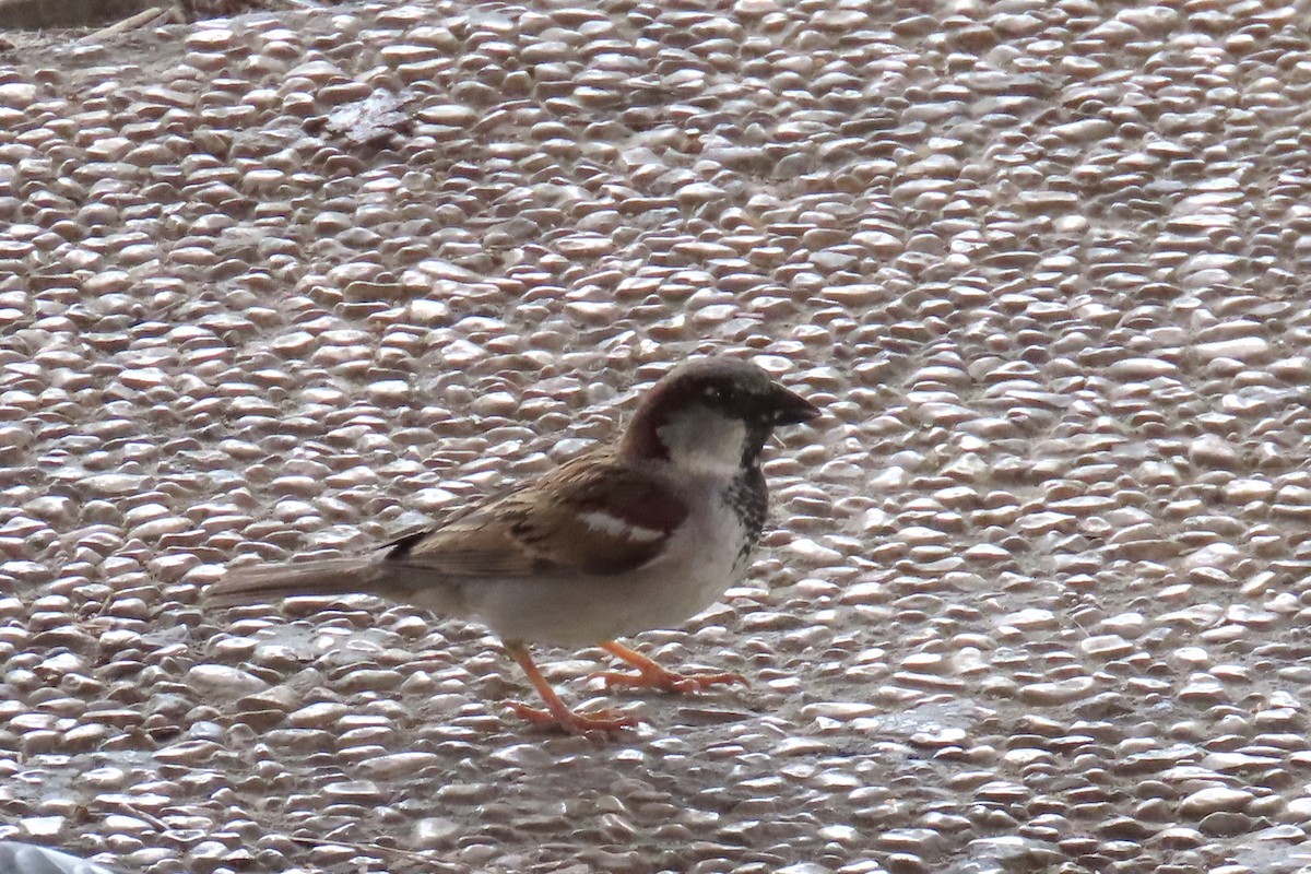 House Sparrow - Del Nelson