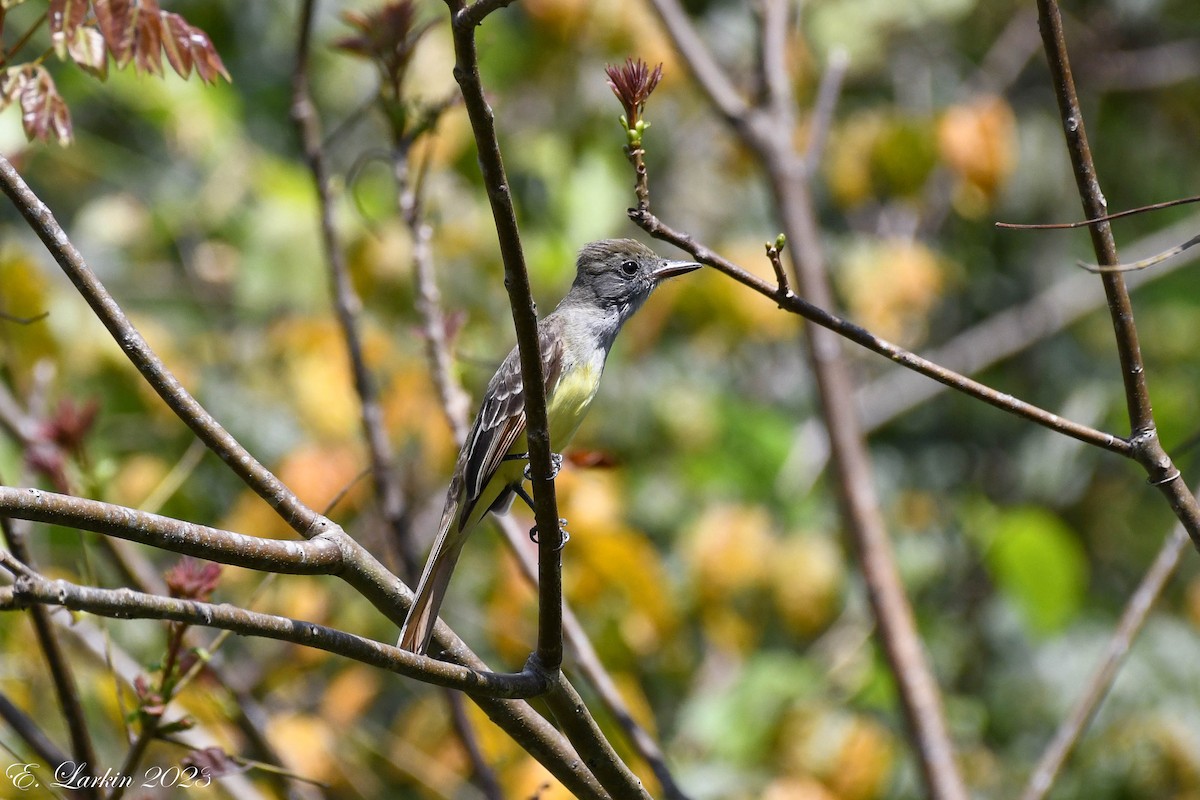 Great Crested Flycatcher - ML610445182