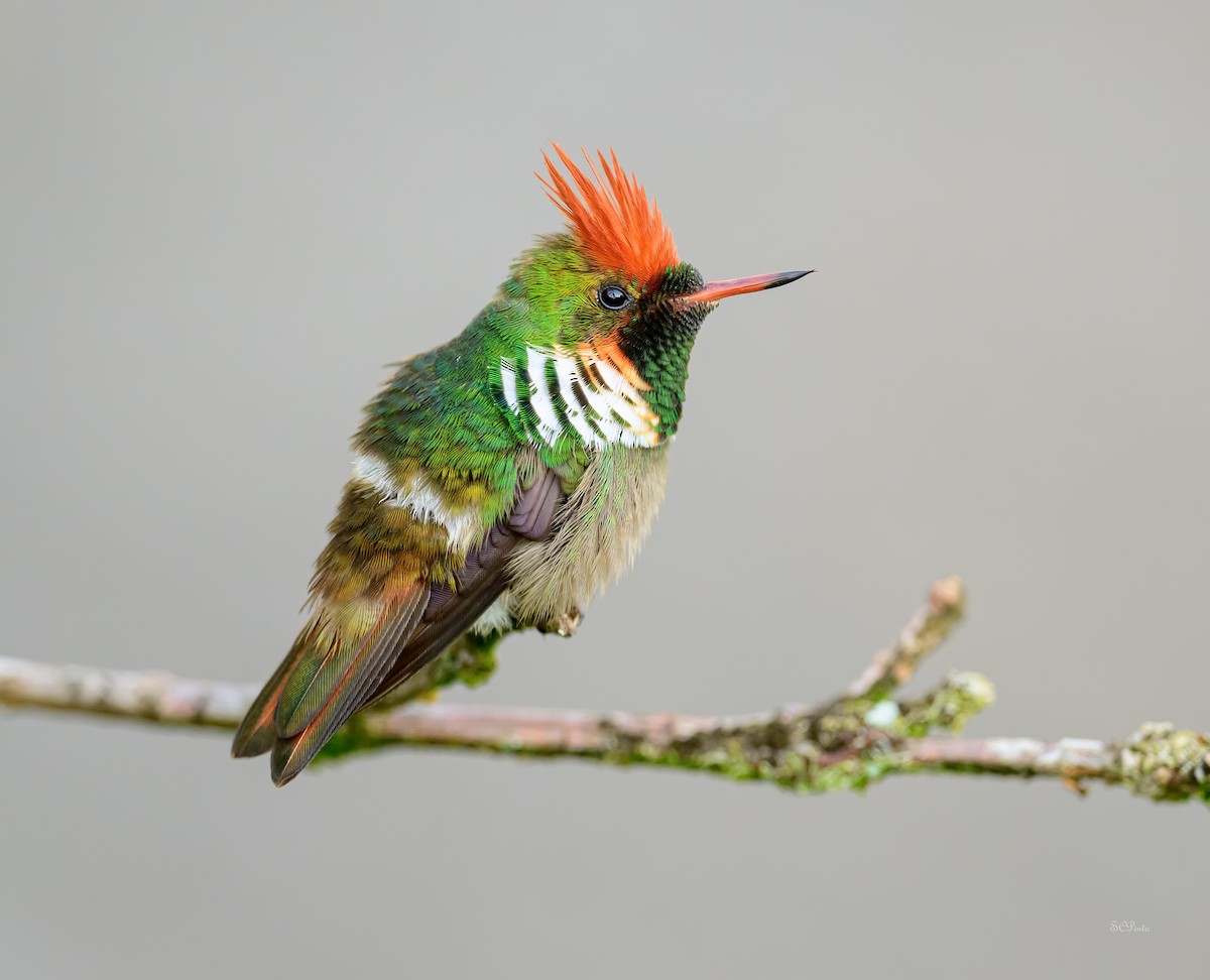 Frilled Coquette - ML610445782