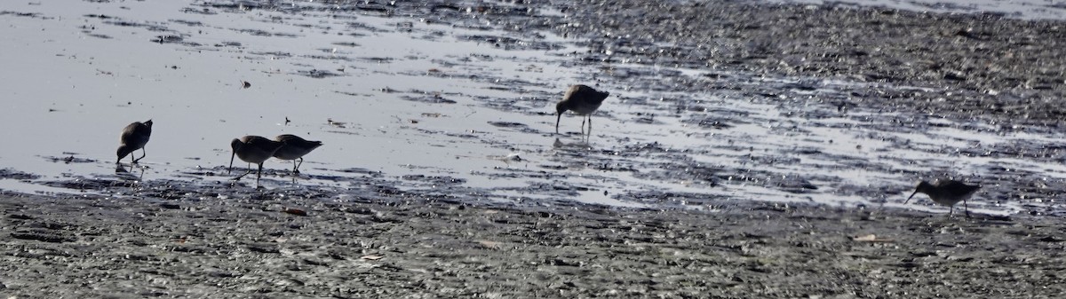 Long-billed Dowitcher - ML610445898