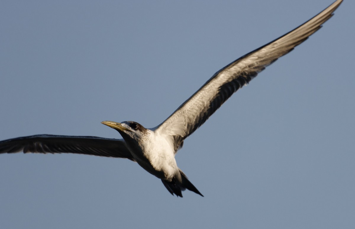 Great Crested Tern - ML610446167