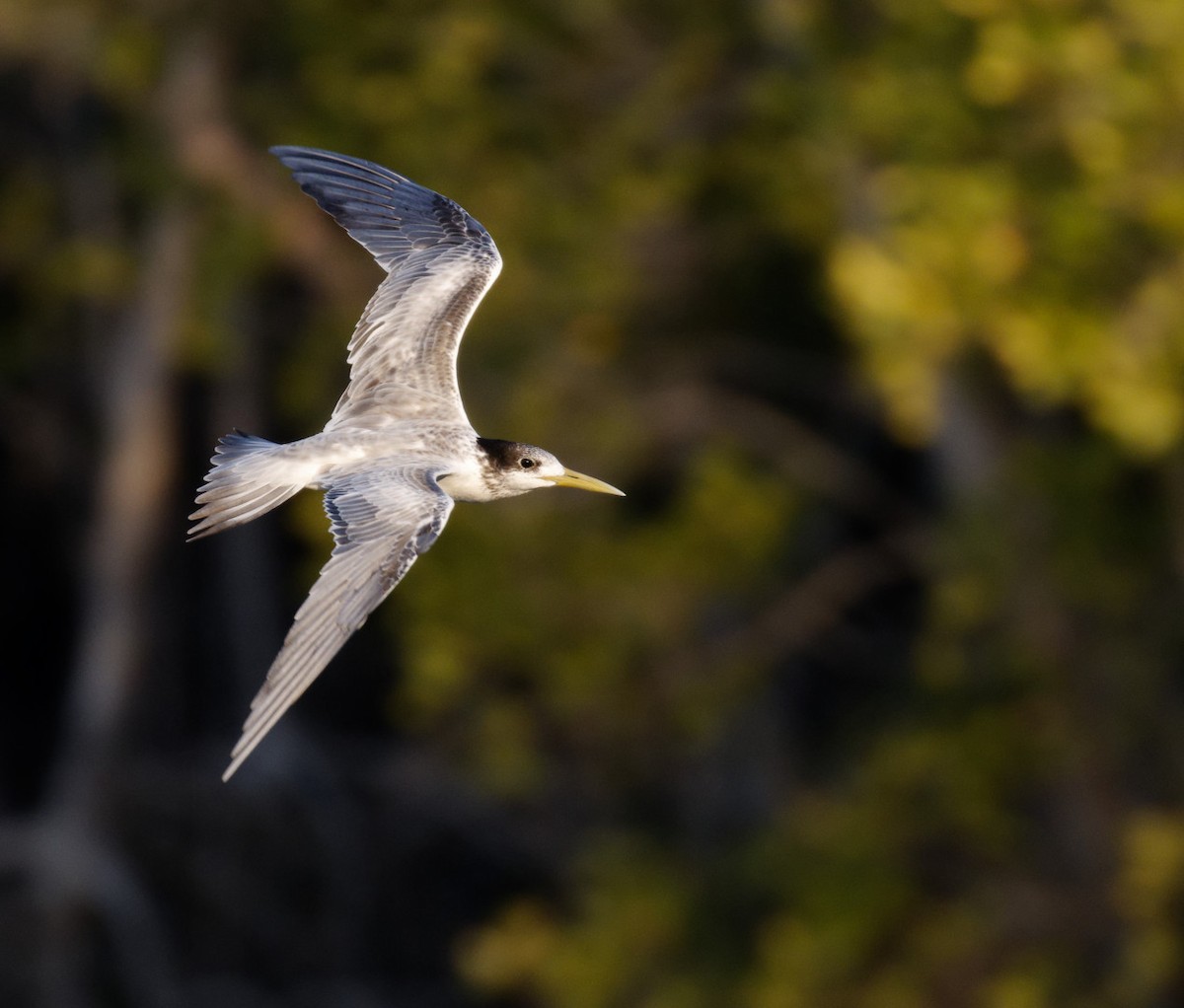 Great Crested Tern - ML610446168