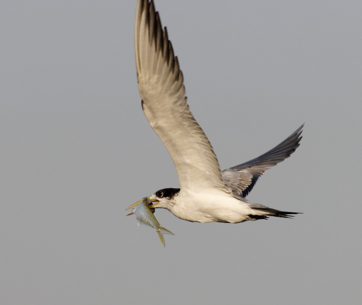 Great Crested Tern - ML610446169