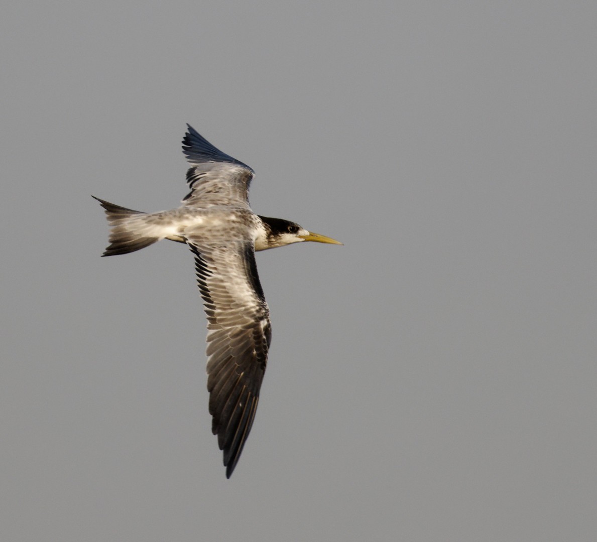 Great Crested Tern - ML610446170