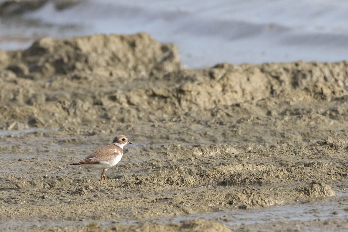 Semipalmated Plover - ML610446708