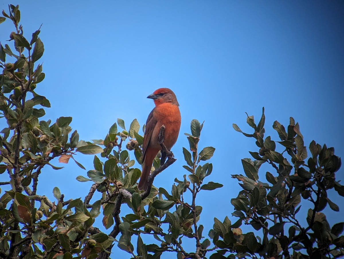 Hepatic Tanager - ML610446851