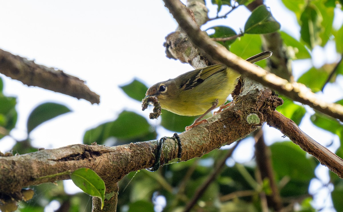 Trilling Shrike-Babbler - Forest Botial-Jarvis