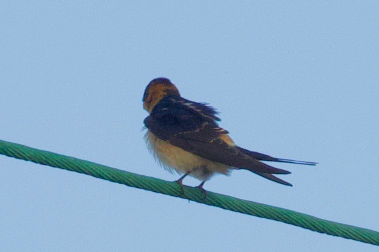 Red-rumped Swallow - ML610447252