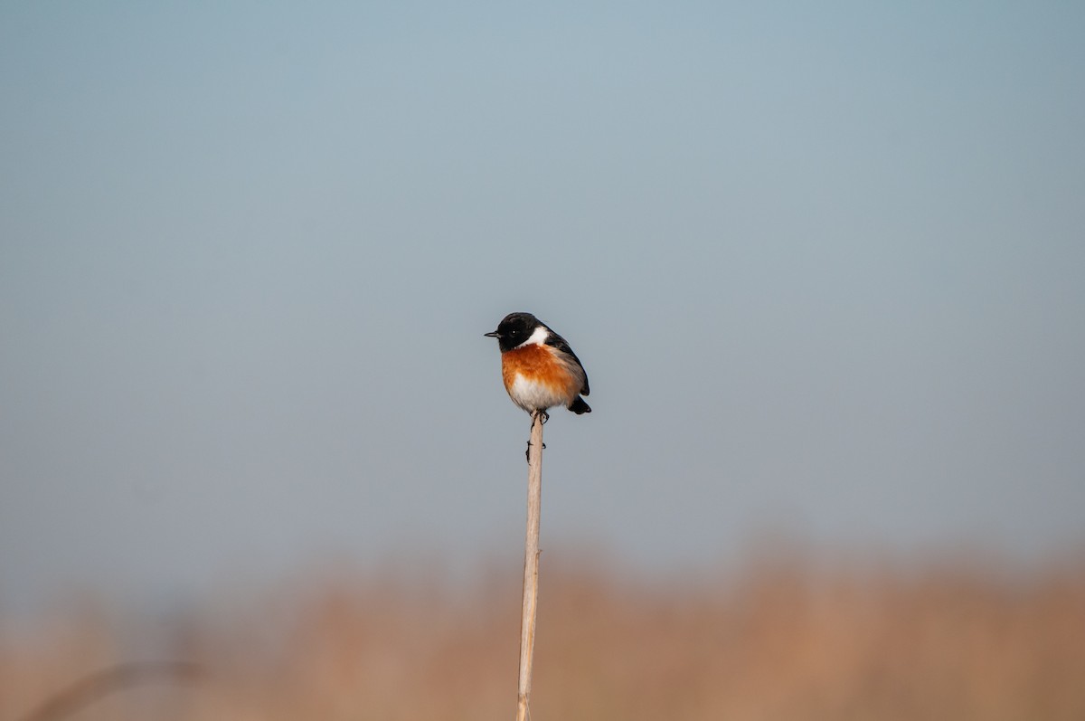 African Stonechat - ML610447627