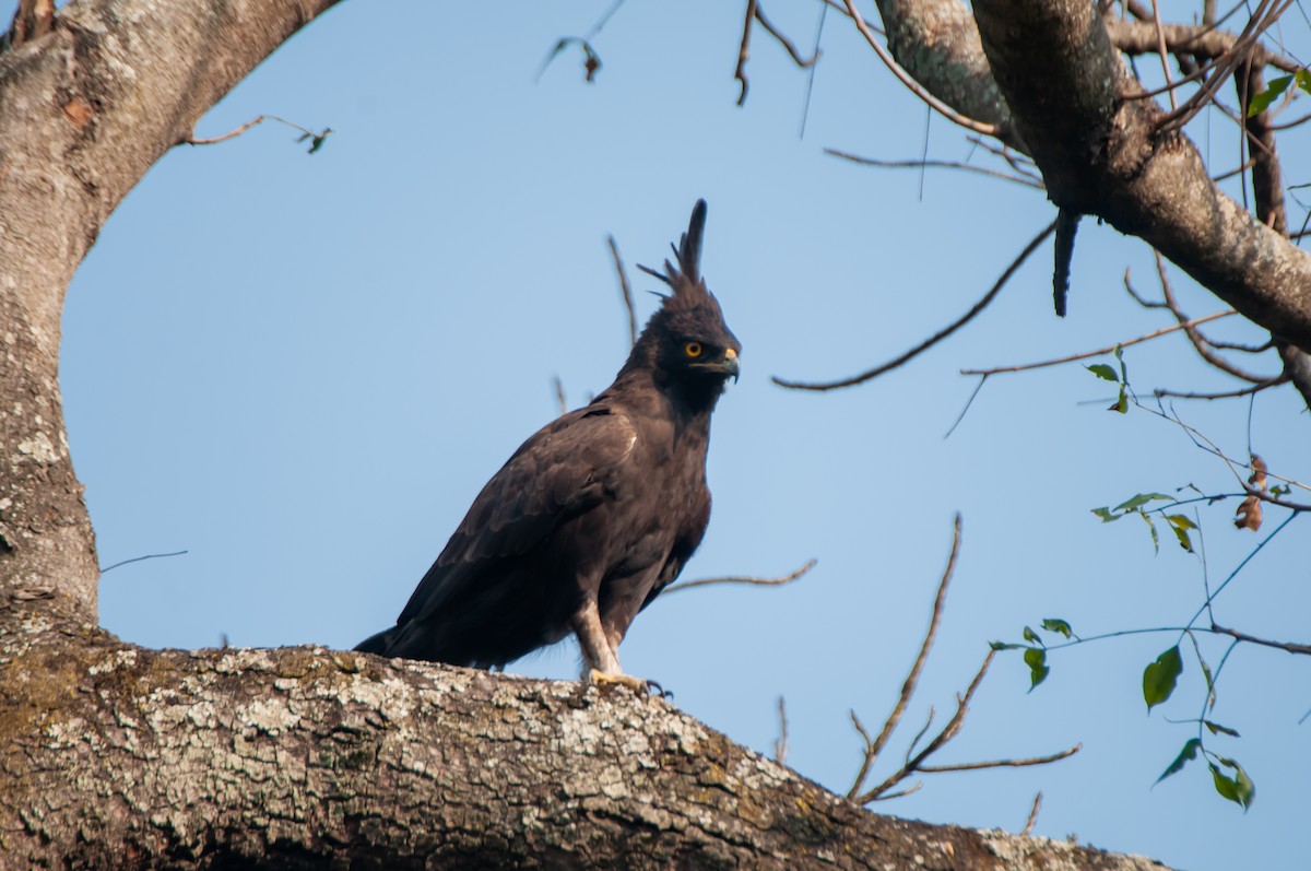Long-crested Eagle - Dominic More O’Ferrall