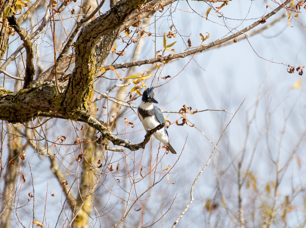 Belted Kingfisher - ML610447734