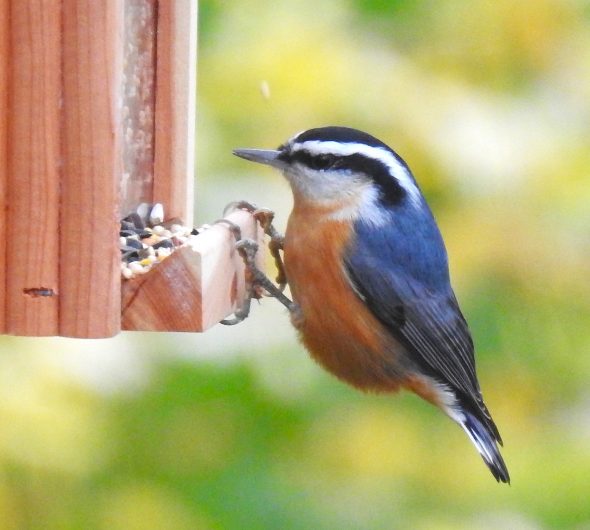 Red-breasted Nuthatch - ML610448125