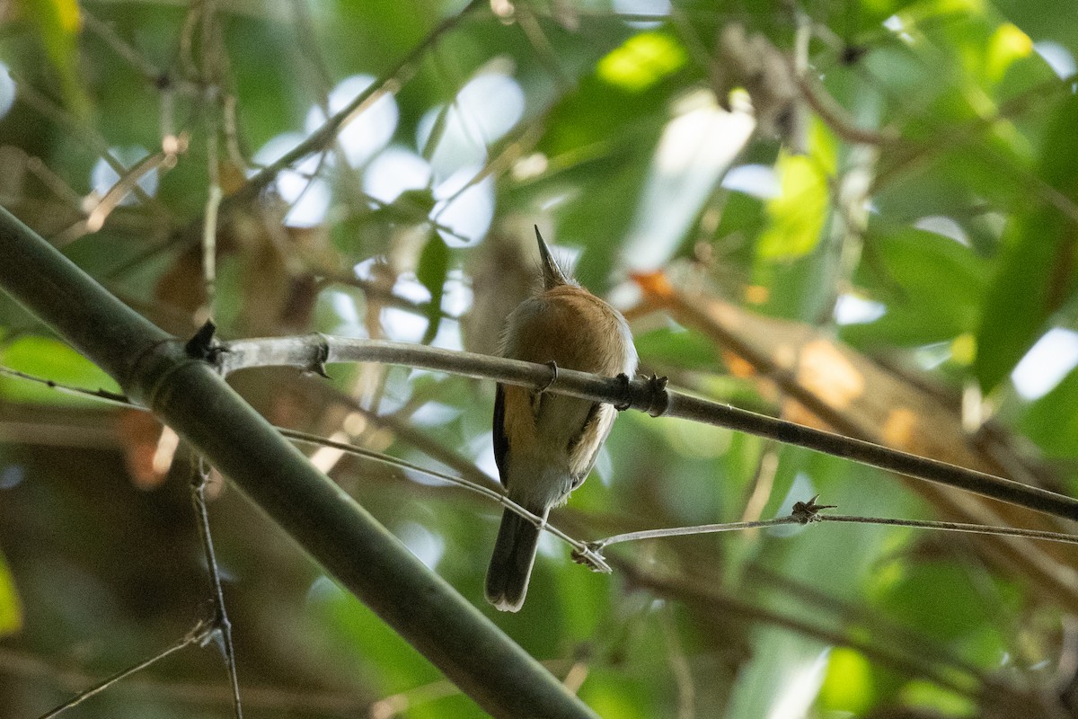 Rufous-capped Nunlet - ML610448179