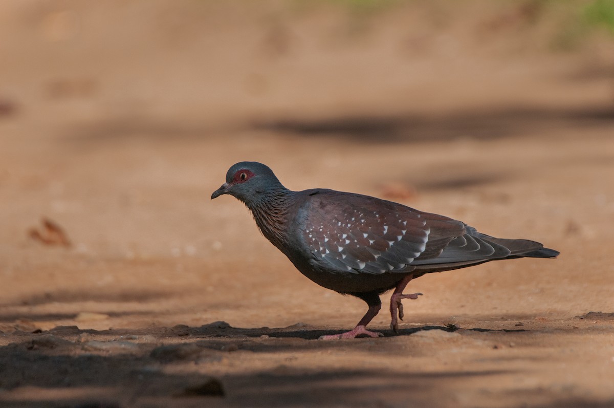 Speckled Pigeon - Dominic More O’Ferrall