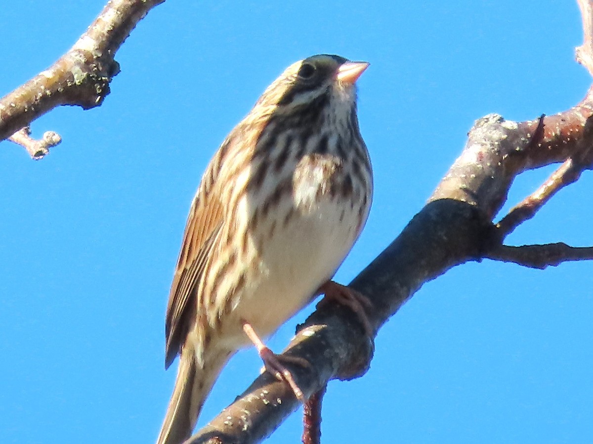 Savannah Sparrow - ML610448901