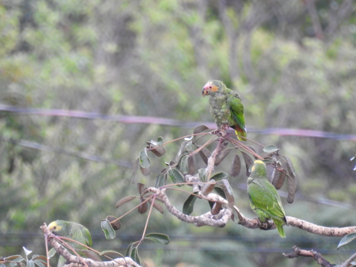 Yellow-faced Parrot - ML610449175