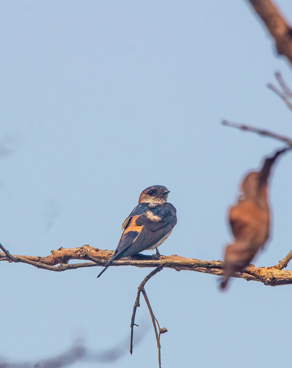 Red-rumped Swallow - Debojyoti Chakraborty
