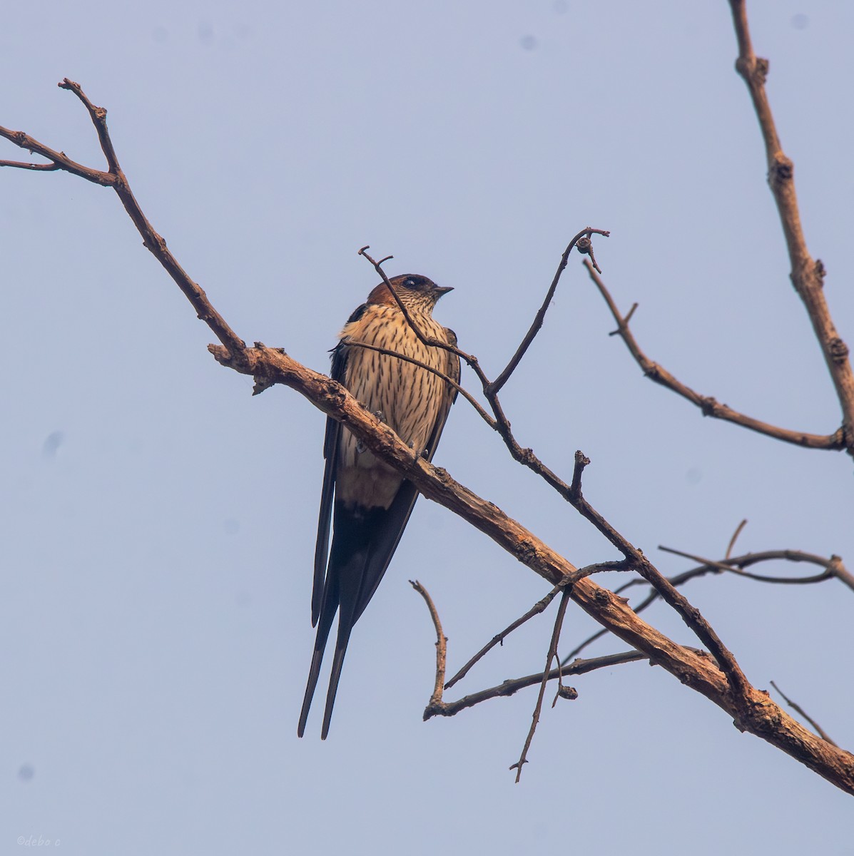 Red-rumped Swallow - Debojyoti Chakraborty