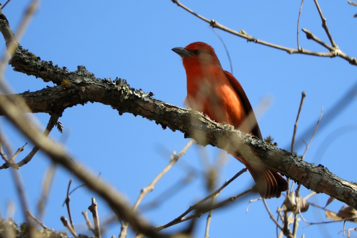Hepatic Tanager - ML610449519