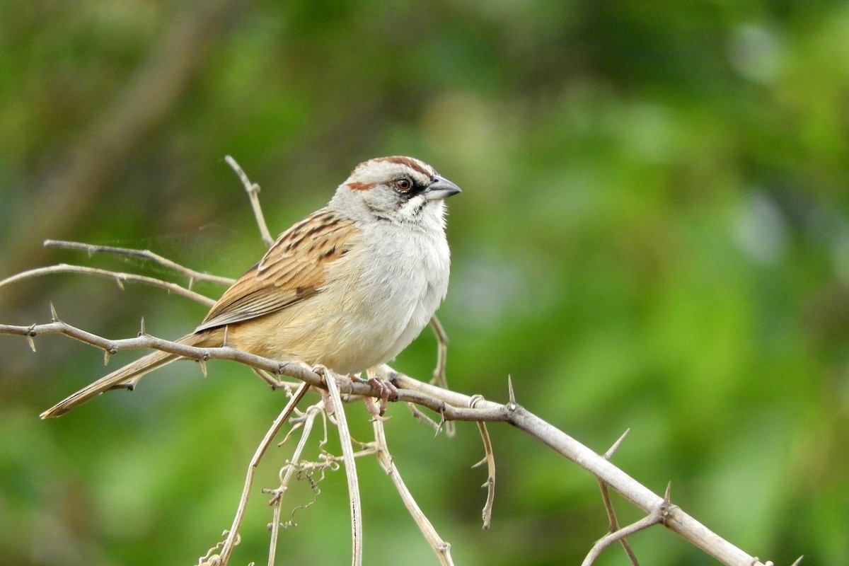 Yungas Sparrow - ML610449532