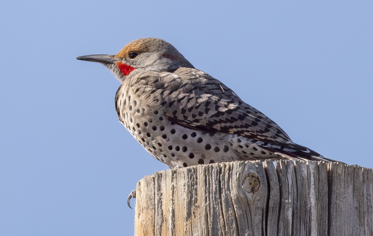 Northern Flicker (Yellow-shafted x Red-shafted) - Lesley Tullis