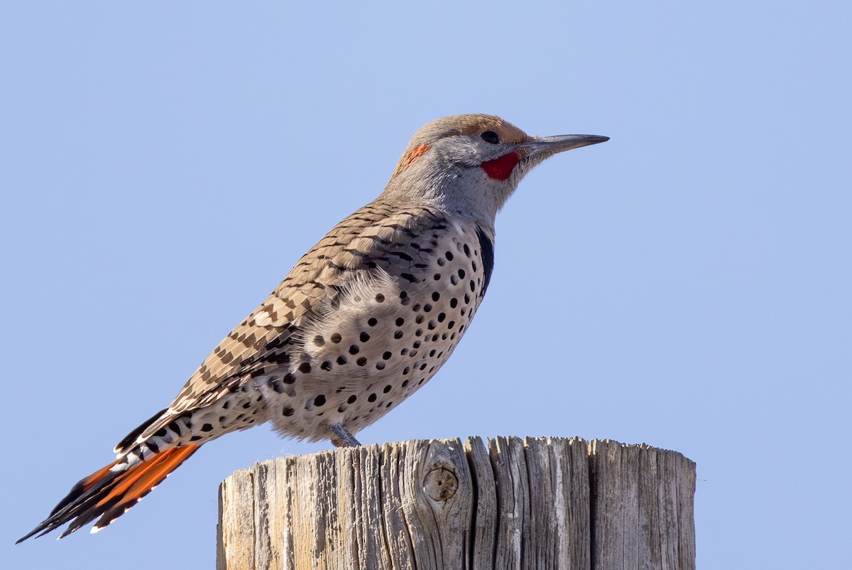 Northern Flicker (Yellow-shafted x Red-shafted) - ML610449652