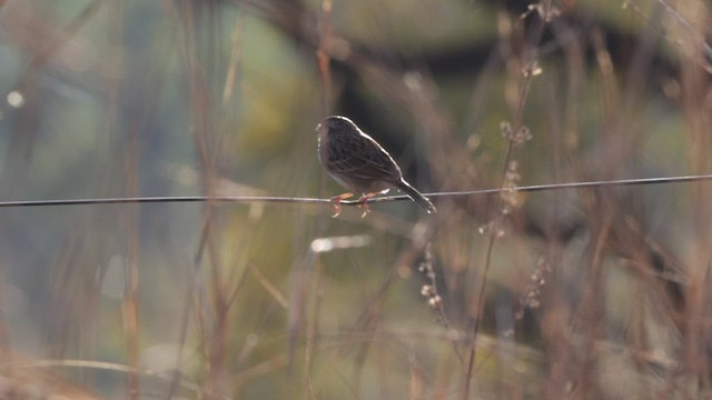 Grassland Sparrow - ML610449778