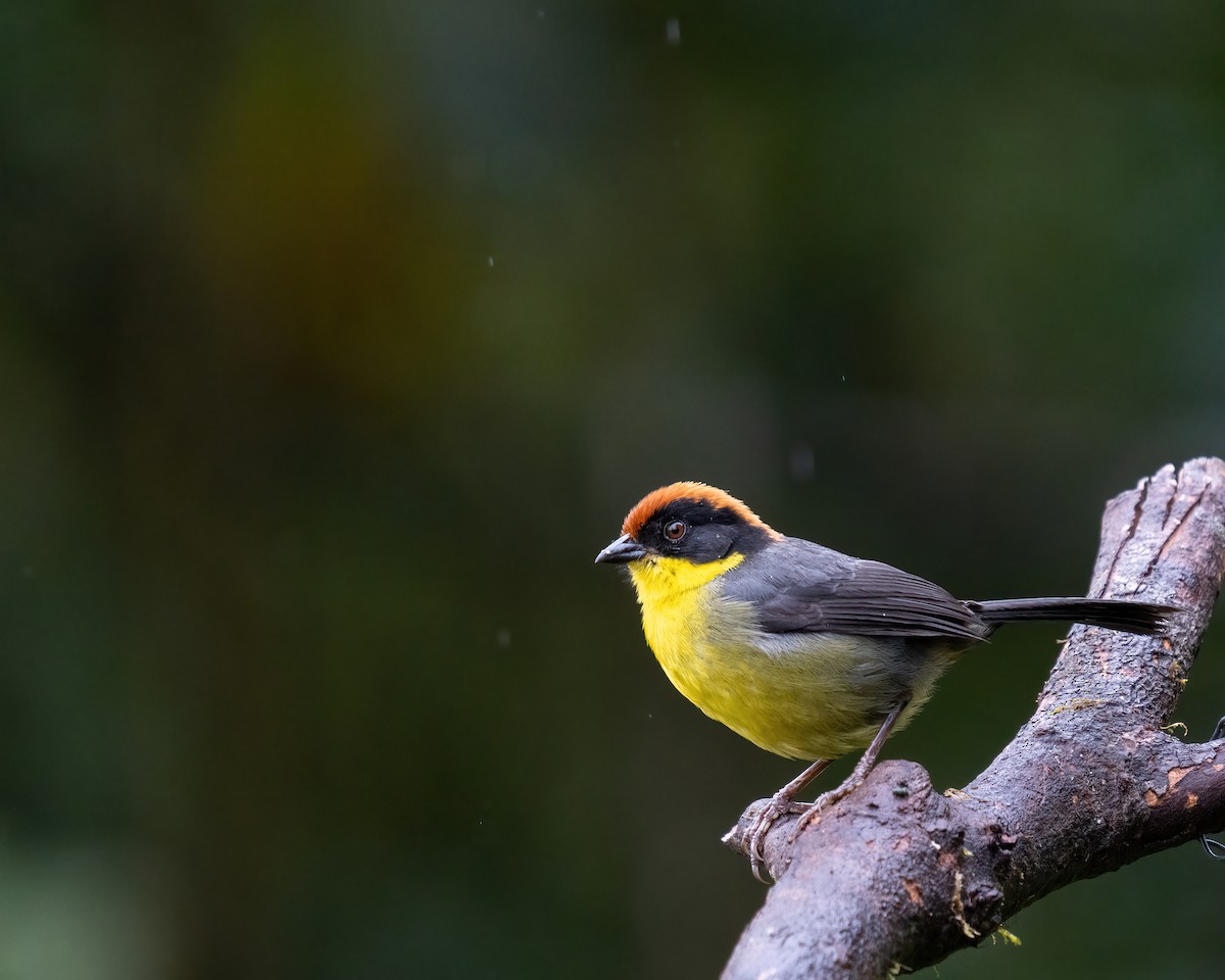 Yellow-breasted Brushfinch (Yellow-breasted) - ML610449784