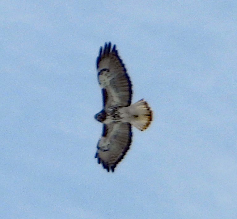 Red-tailed Hawk - ML610450006