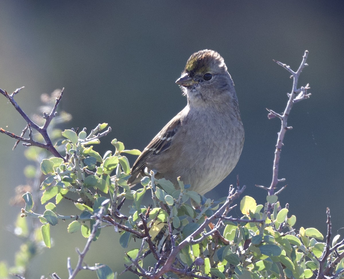 Golden-crowned Sparrow - ML610450127