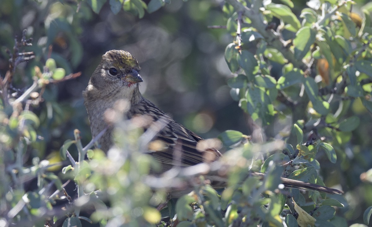 Golden-crowned Sparrow - ML610450135
