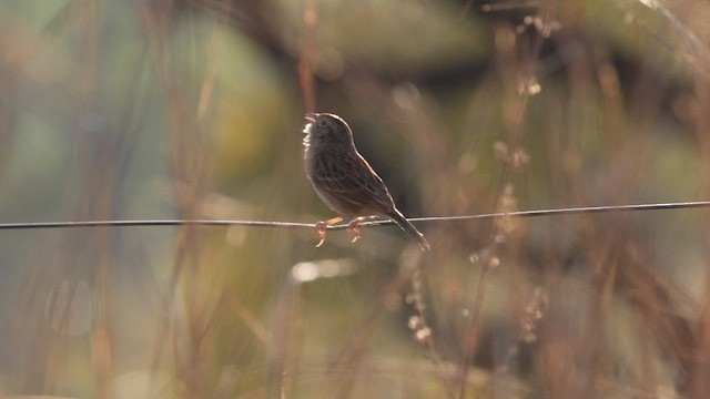 Grassland Sparrow - ML610450163