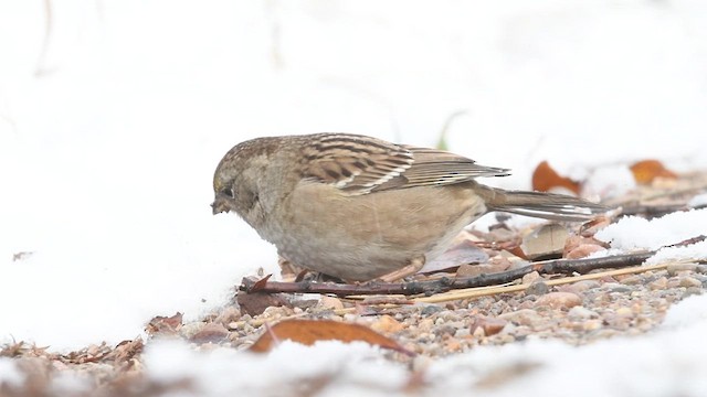 Golden-crowned Sparrow - ML610450253