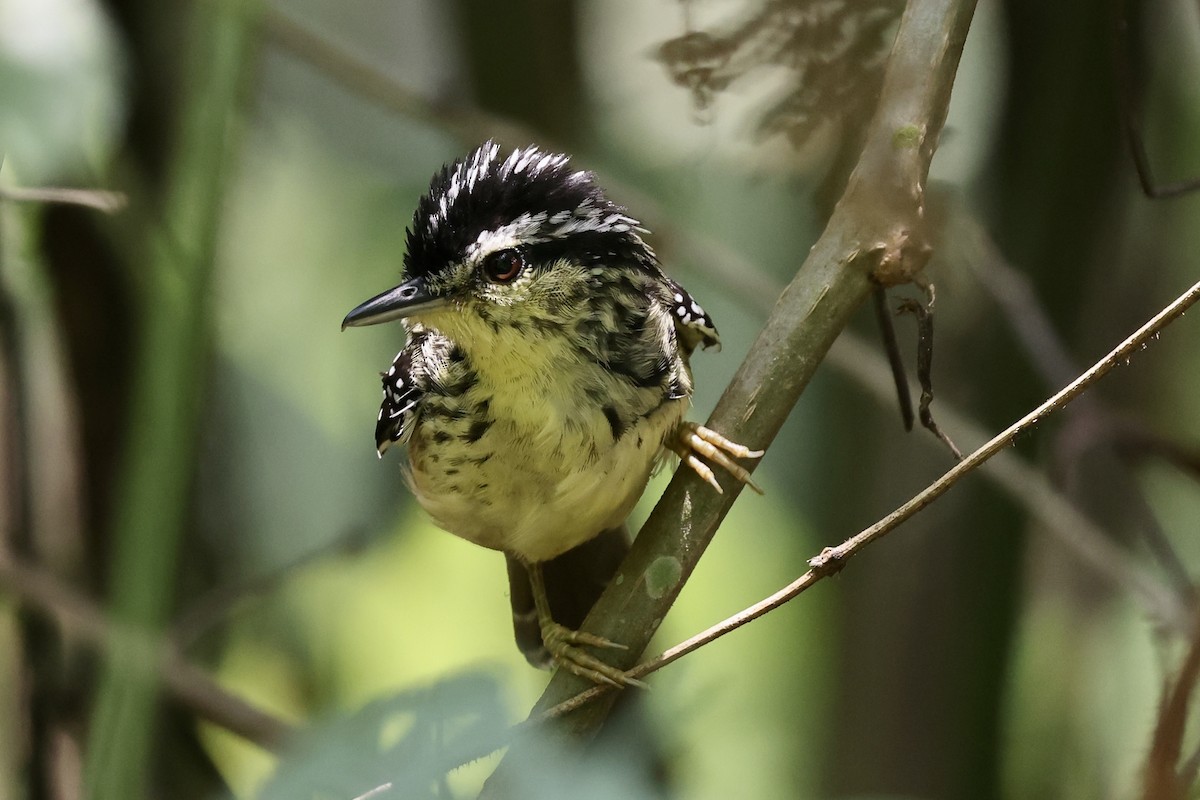 Yellow-breasted Warbling-Antbird - ML610450334
