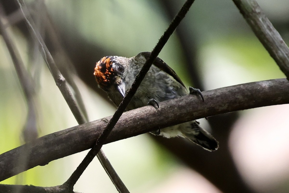 Fine-barred Piculet - ML610450465