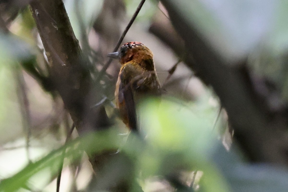 Rufous-breasted Piculet - ML610450867