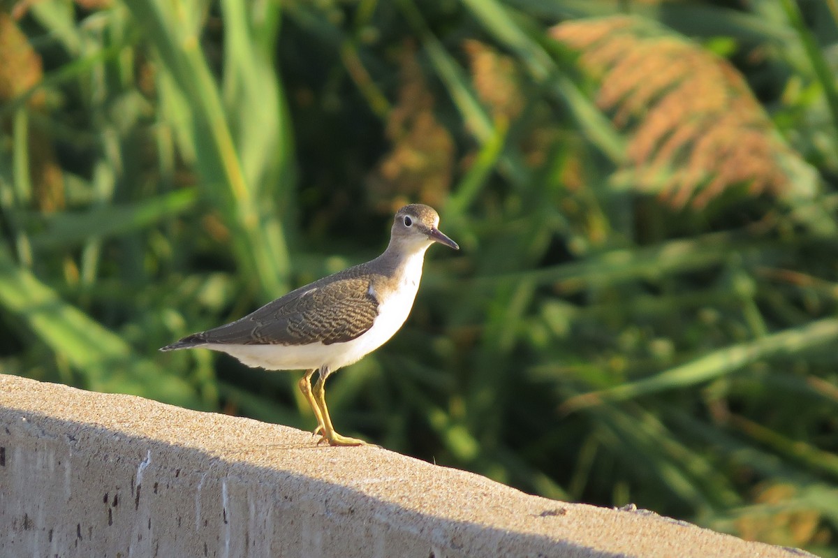 Spotted Sandpiper - Mike Hearell