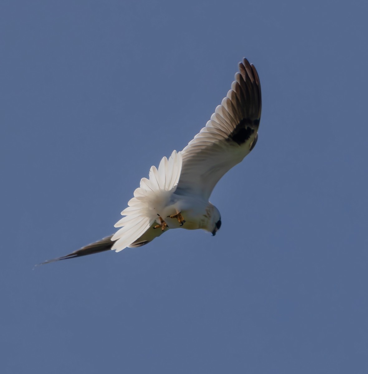 Black-shouldered Kite - ML610451709